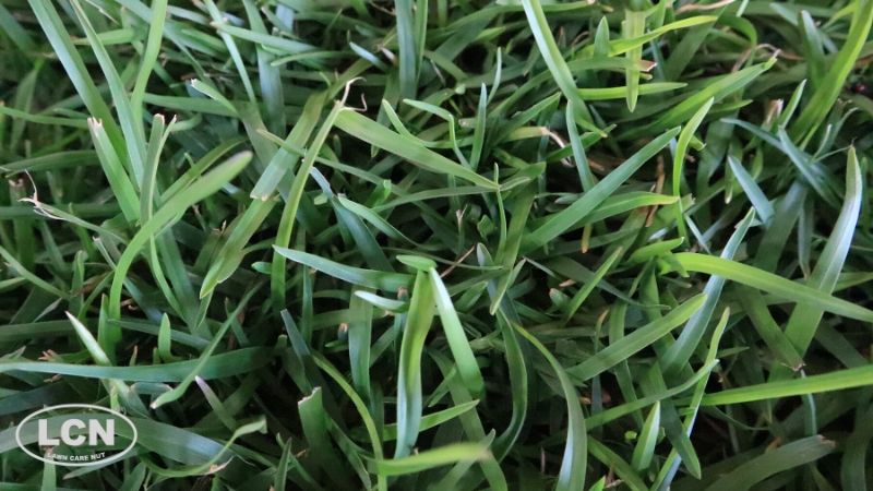 What Is Centipede Grass?  N.C. Cooperative Extension