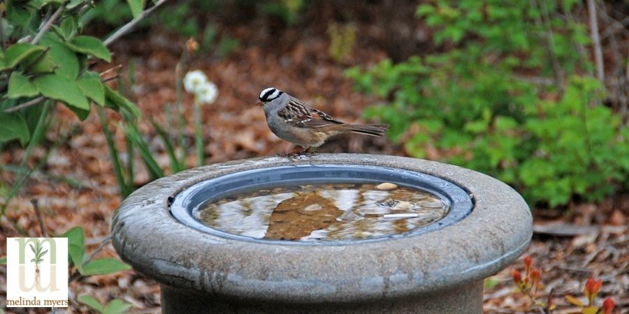 bird washing in bird bath