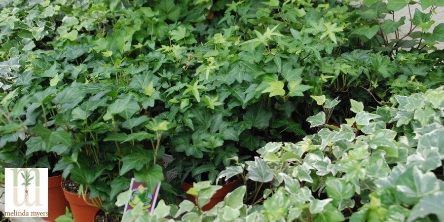 Indoor English Ivy