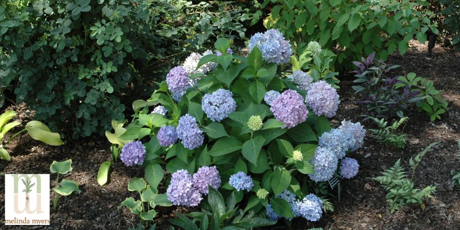  Hydrangea endless summer