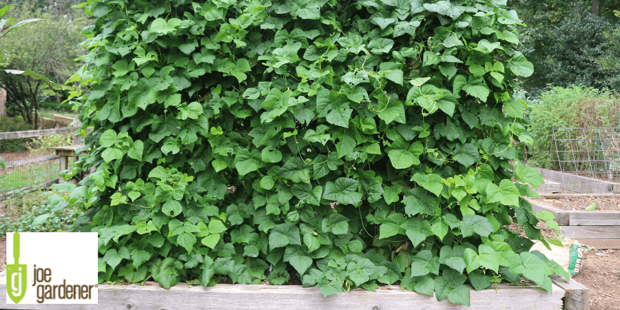 two sided ladder trellis with pole beans