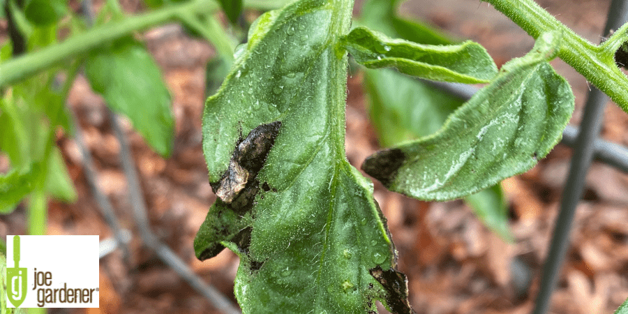 tomato plant with blight