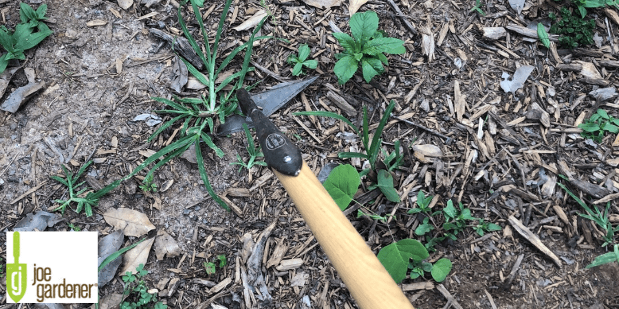 diamond hoe working in garden