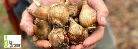 JG_spring_bulbs_900_x_450_px_555_x_201_px-min.jpg