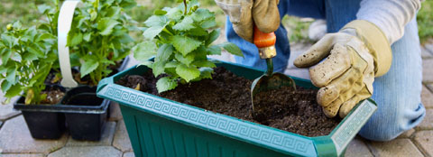 Plants being transported into a container garden. 