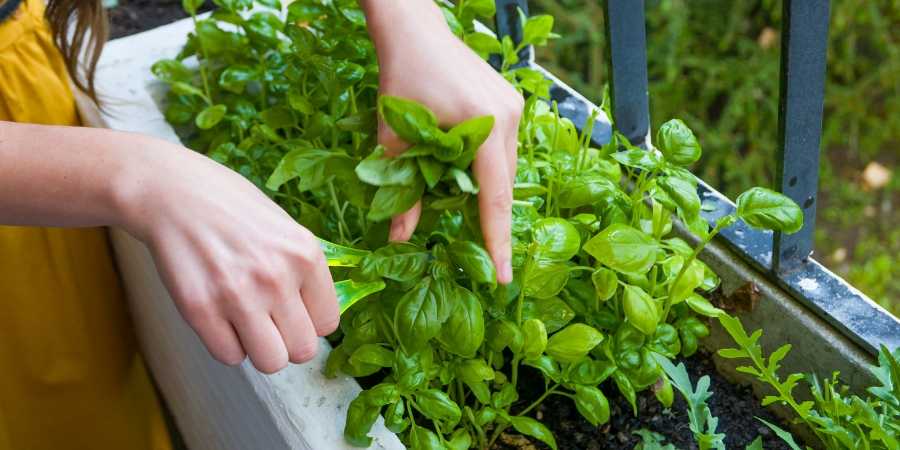 woman trimming herbs