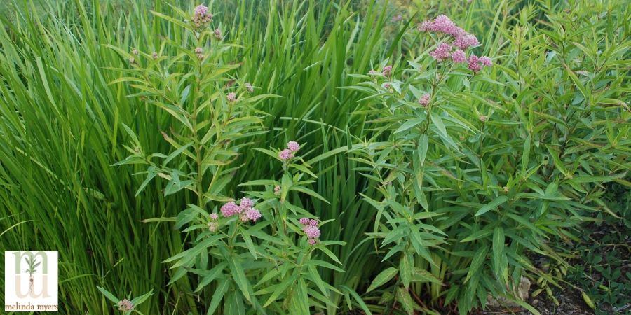 rain garden