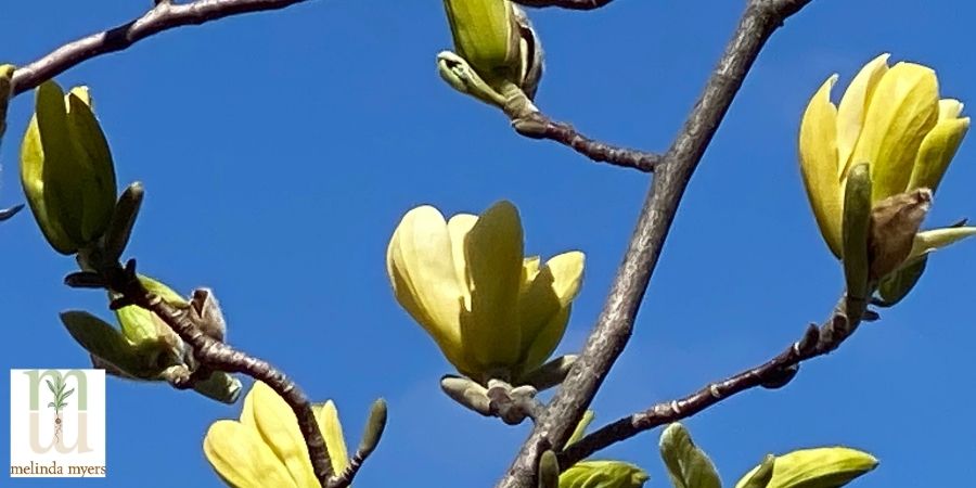 close up of a magnolia tree