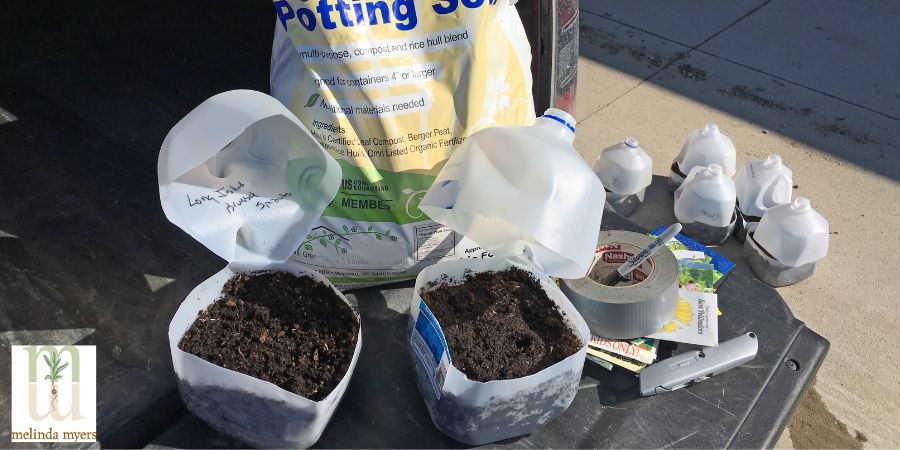 cut open milk jugs growing seeds