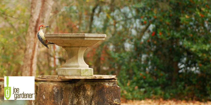 bird in bird bath