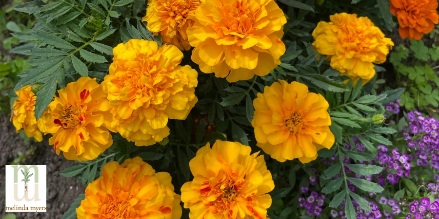 bright marigolds