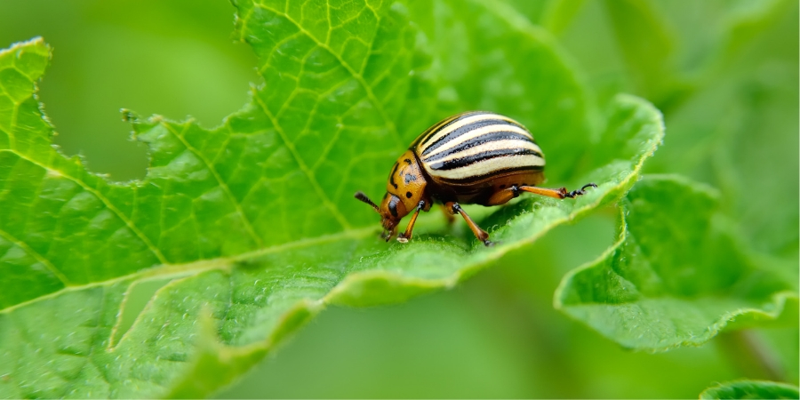 Eco Friendly Landscape Beetle Plant.jpg