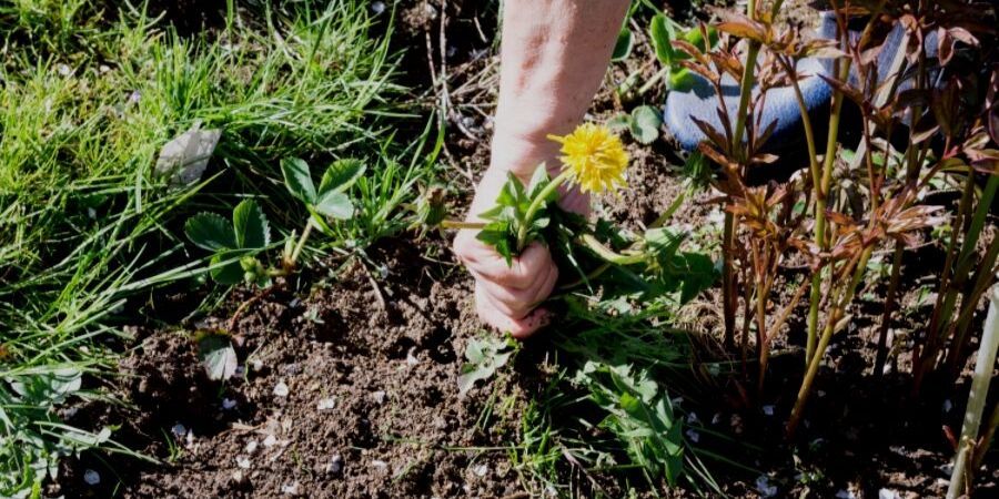 Rain Garden Maintenance Pull Weeds