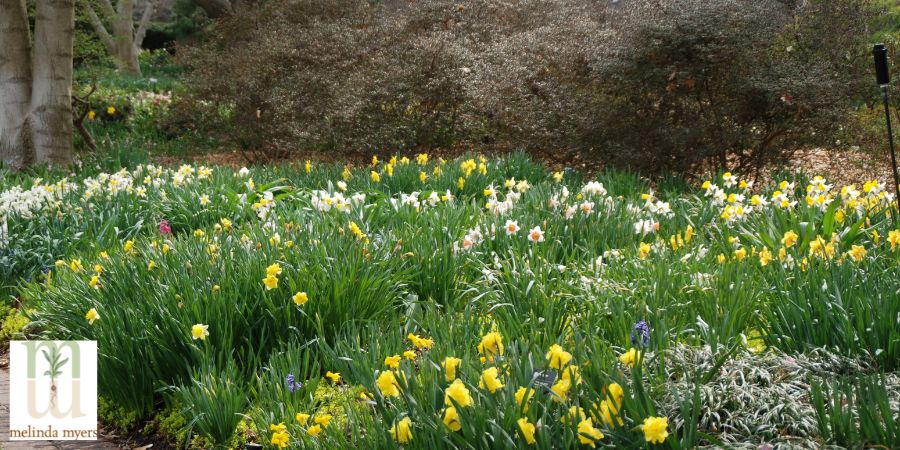The Best Double Daffodil Varieties to Boost Your Spring Garden