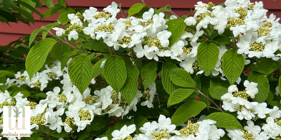 Viburnum in bloom 