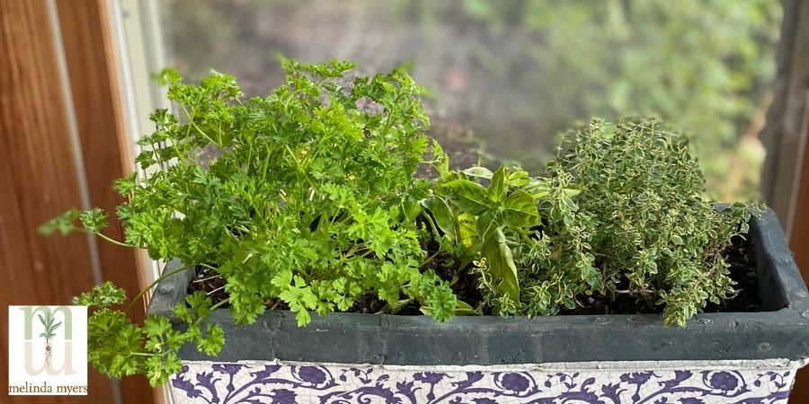 herbs in a porcelain container