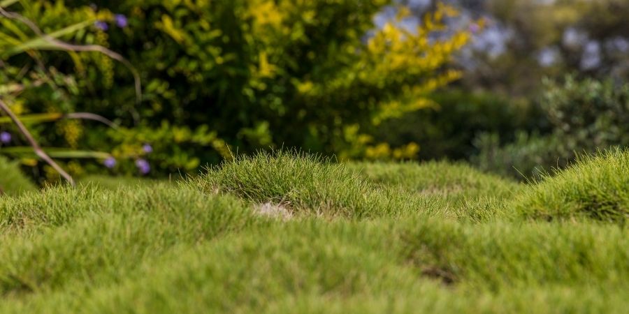 lumps of green grass in lawn