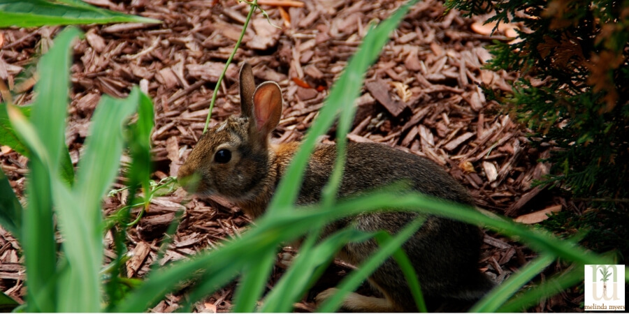 MMRabbitSummerLessons900x450.jpg