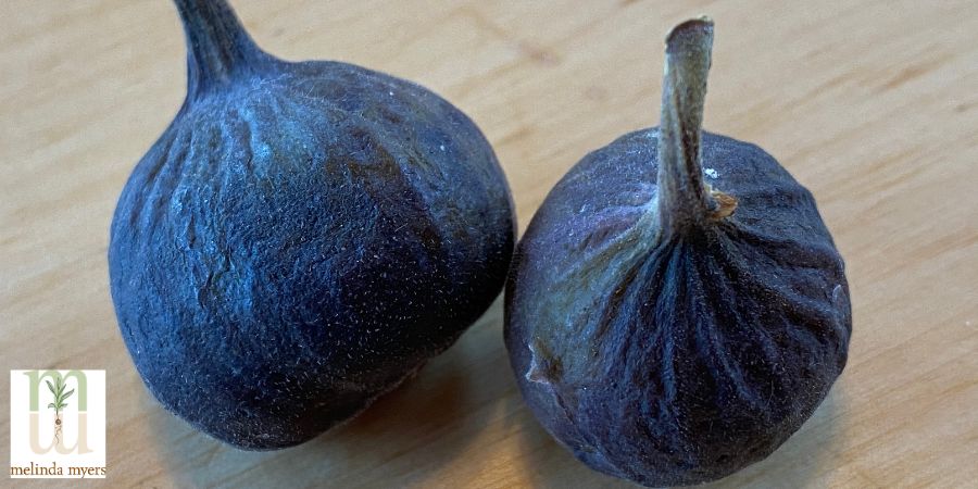 two figs