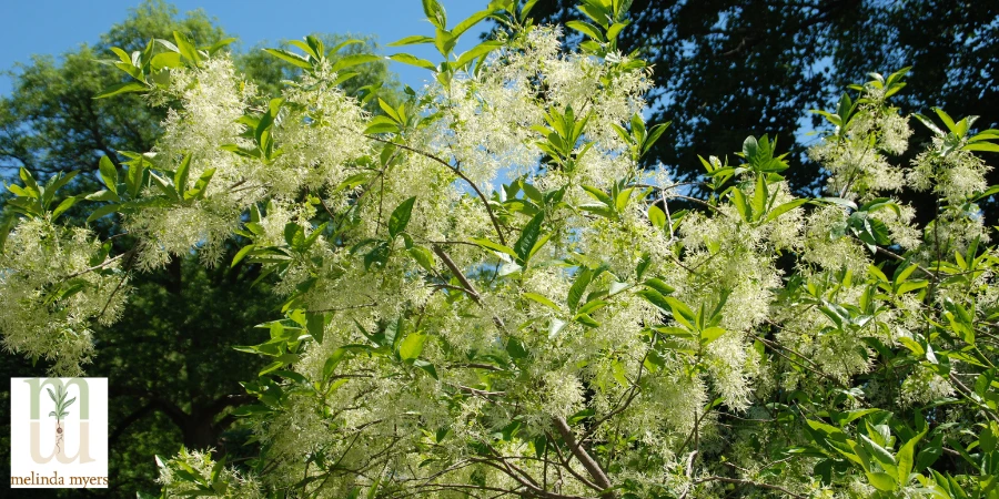 Chionanthus Virginicus