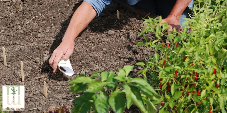 sowing seeds in the garden