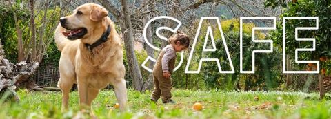 kid and dog playing in lawn